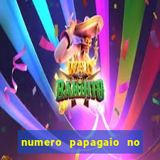 numero papagaio no jogo do bicho