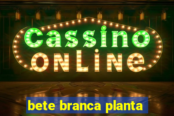 bete branca planta