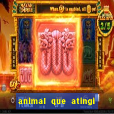 animal que atingi 230 decibeis