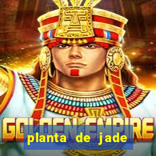 planta de jade significado espiritual