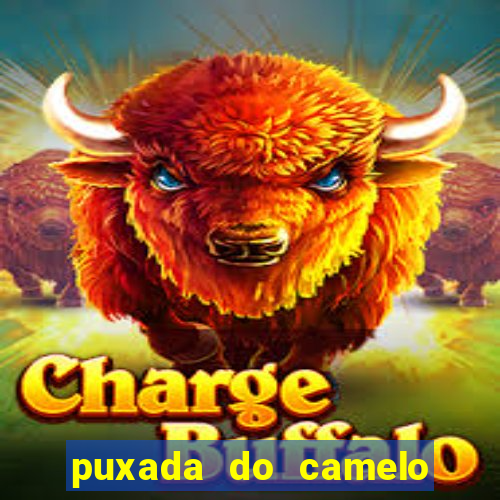 puxada do camelo jogo do bicho