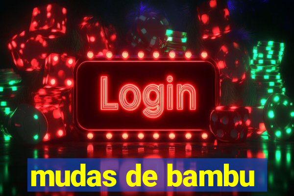 mudas de bambu