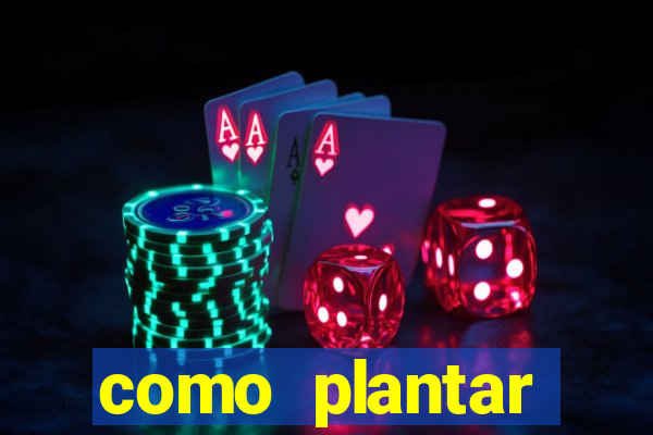 como plantar gergelim no vaso