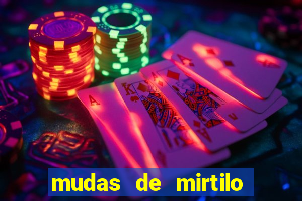 mudas de mirtilo em porto alegre