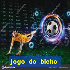 jogo do bicho crash bingo